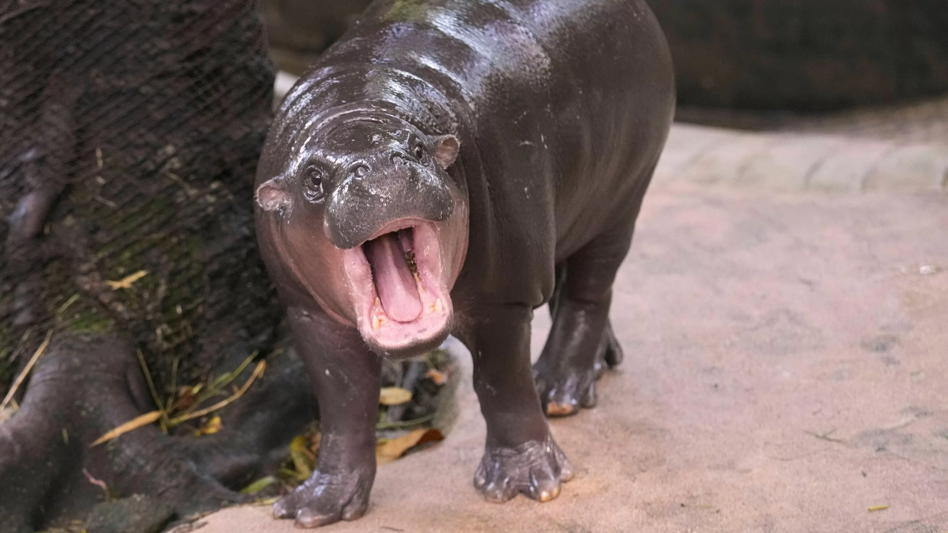 Man arrested after climbing into pygmy hippo Moo Deng's enclosure at Thai zoo