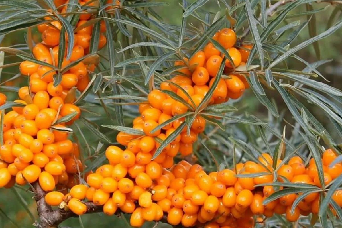 10 Wild Fruits Across India And Their Benefits