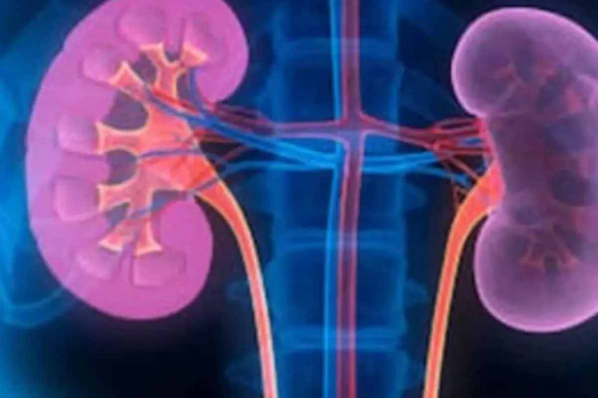 How Dehydration In Busy Urban Lifestyles Is Quietly Impacting Kidney Health
