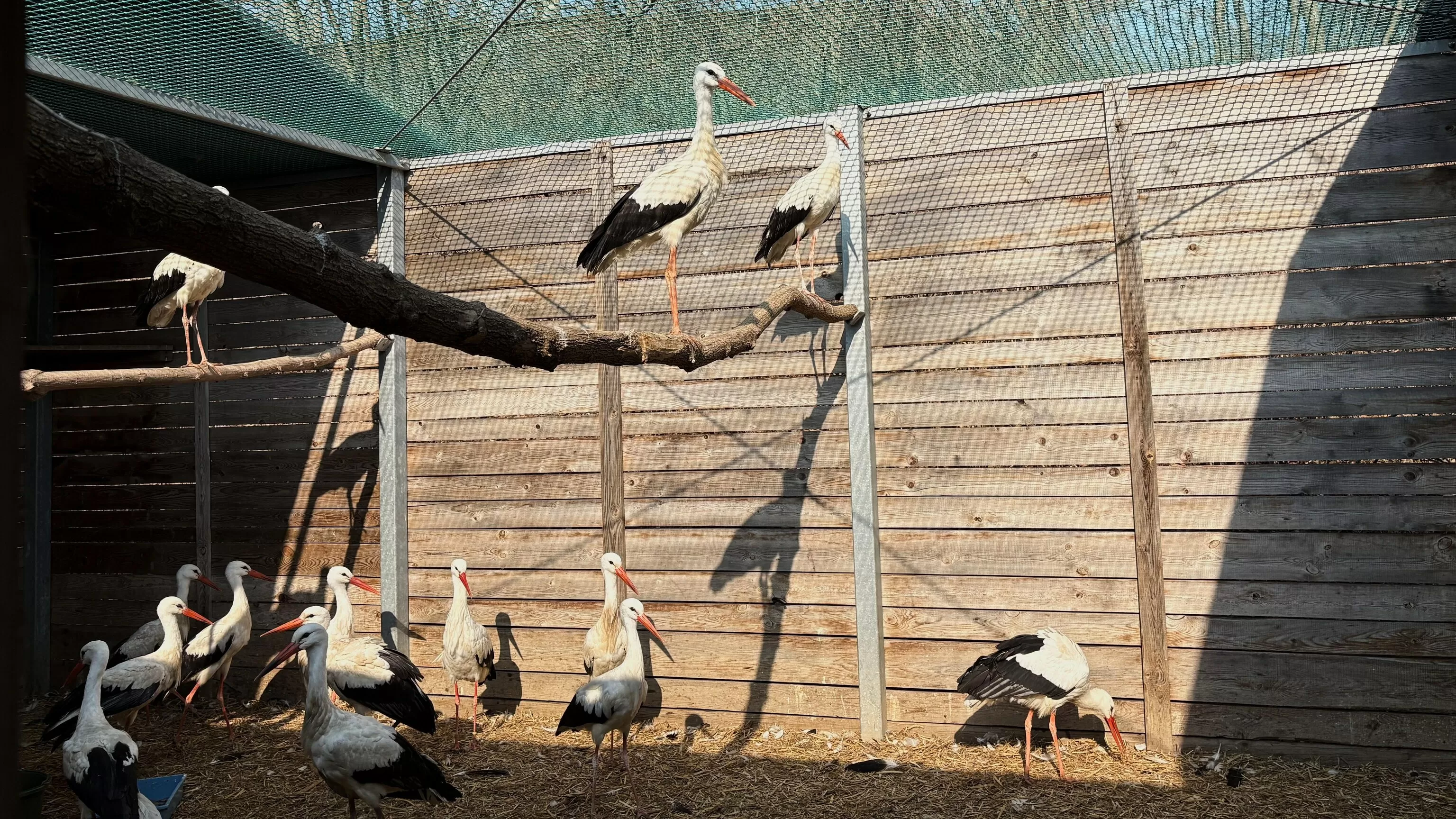 Emergency room for injured wild birds opens at Warsaw Zoo in Poland