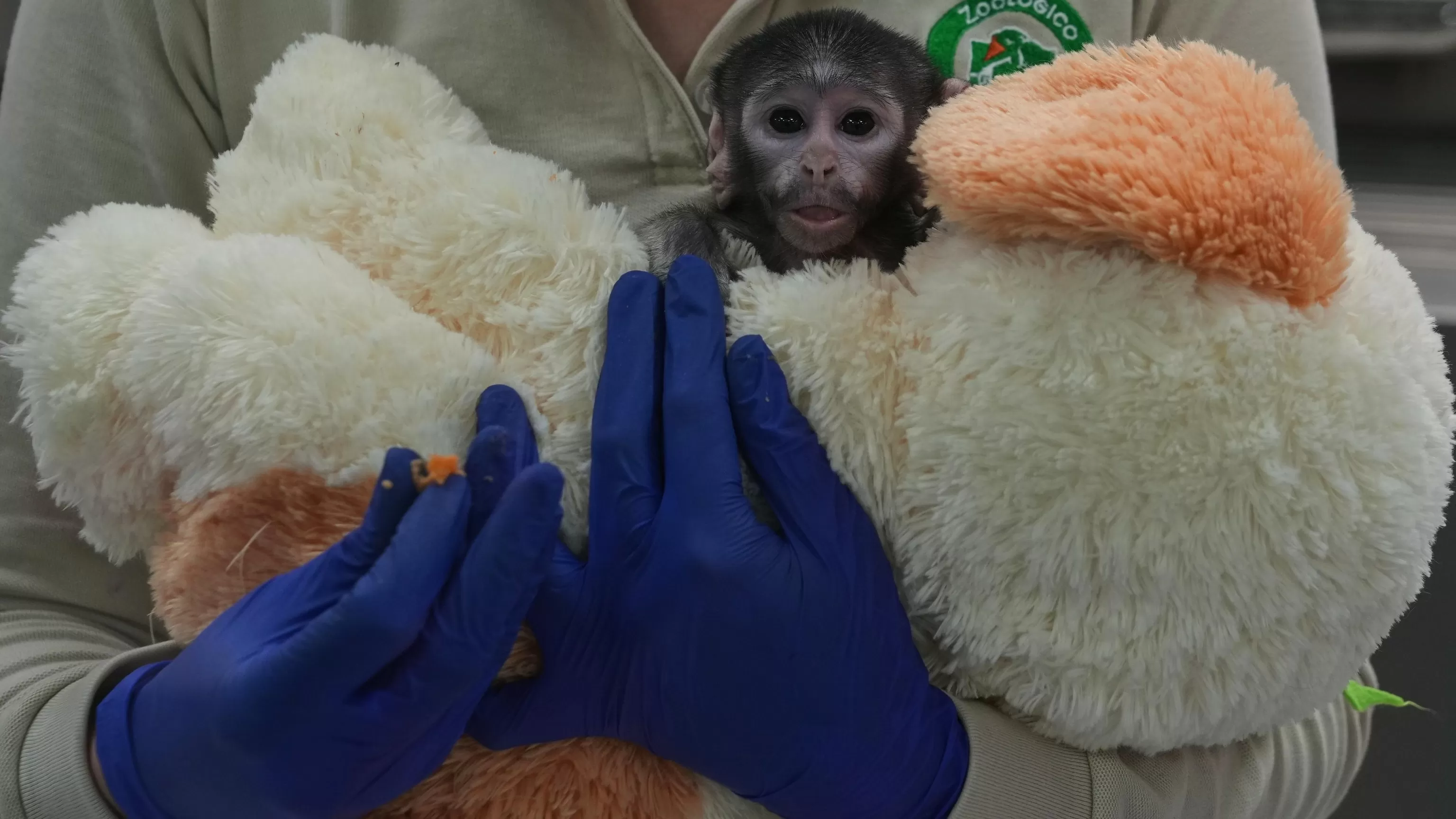 Meet Yuji, the Mexican baby monkey finding comfort in a plush companion