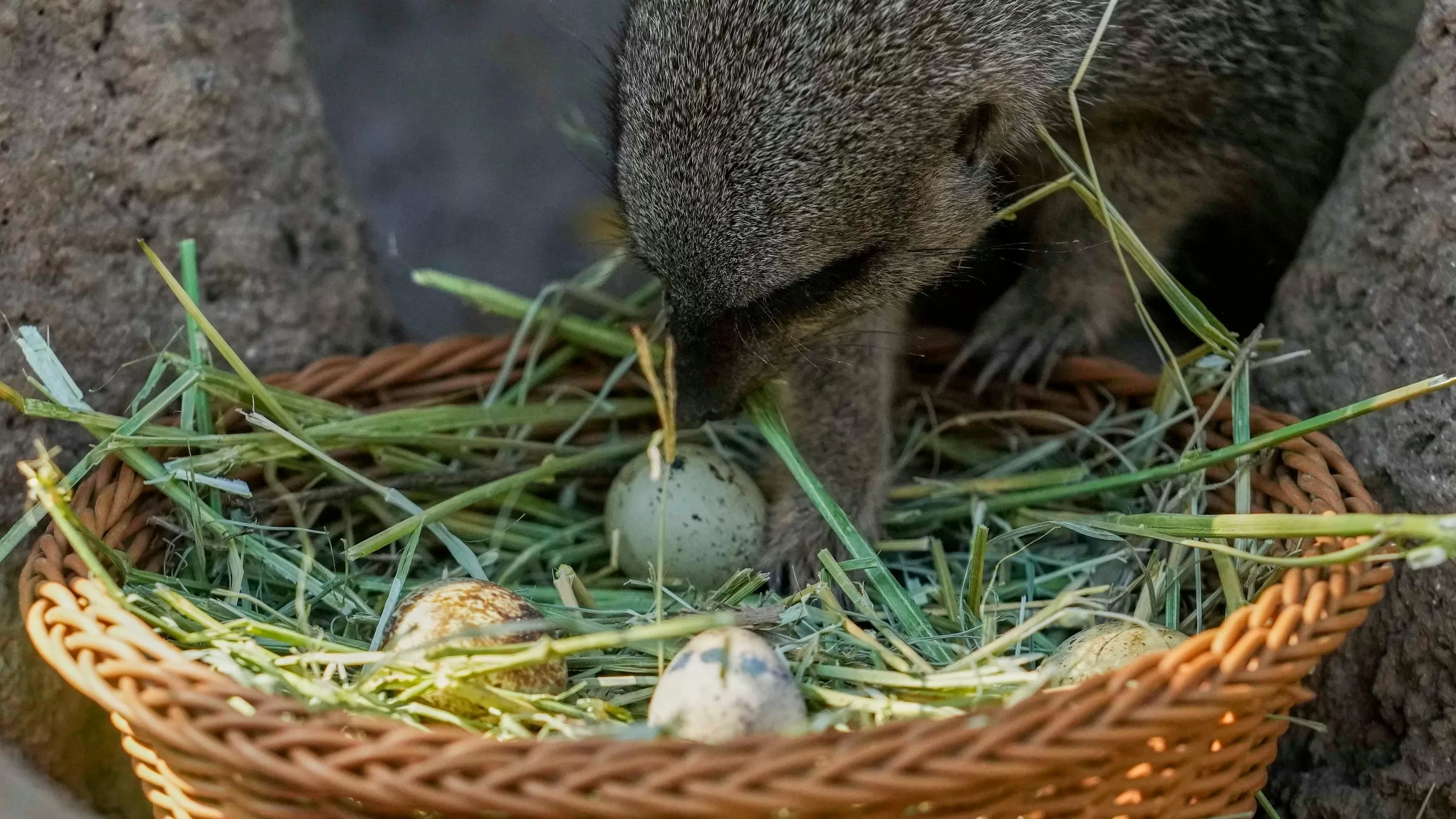 Chilean zoo stages an Easter egg hunt with treats for the animals