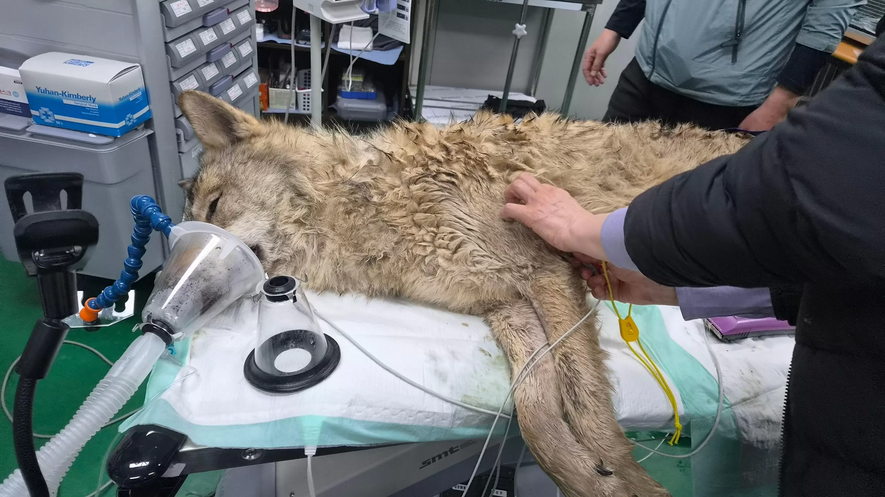 South Koreans breath sighs of relief as escaped wolf is returned to zoo safely